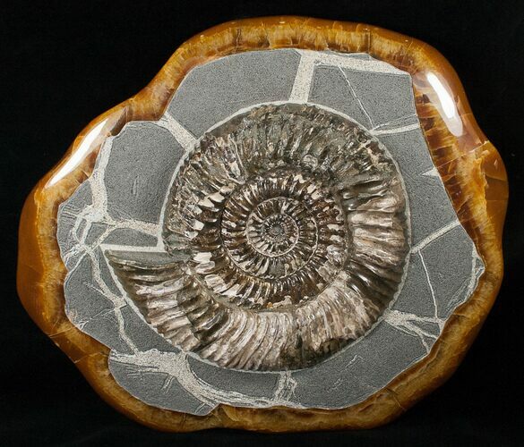 Russian Ammonite (Speetoniceras) - Decorative Agate Base #15592